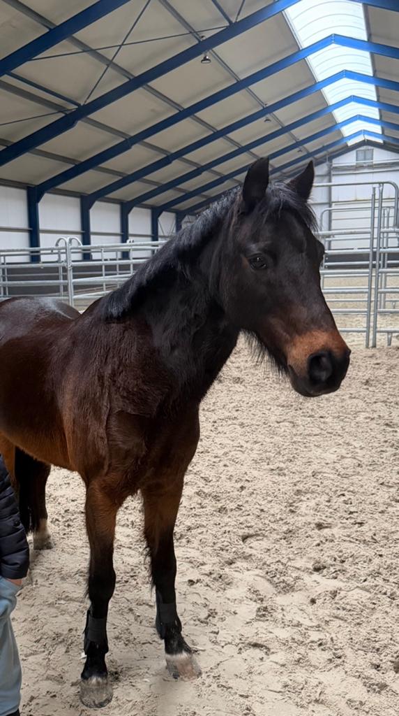Brave kinder pony, Dieren en Toebehoren, Paarden, Ruin, L, Minder dan 160 cm, 11 jaar of ouder, Recreatiepaard