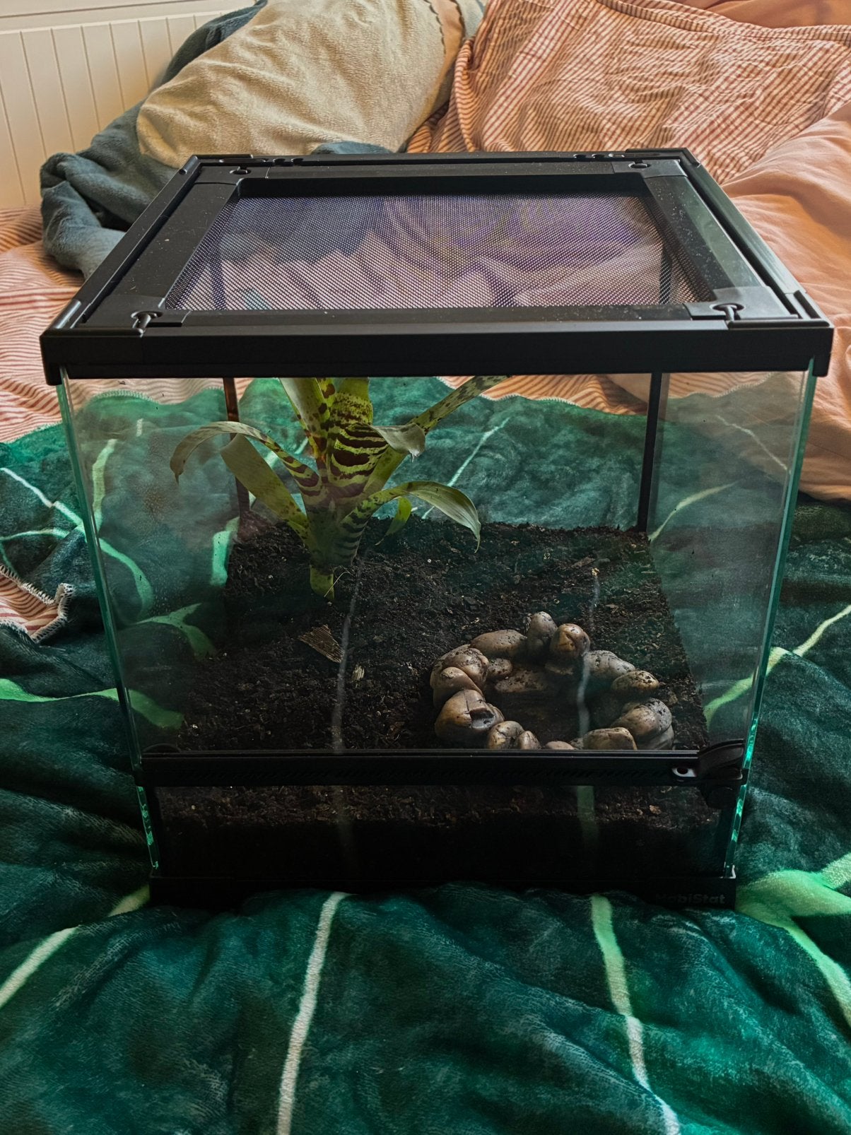 Terrarium, Ophalen, Zo goed als nieuw