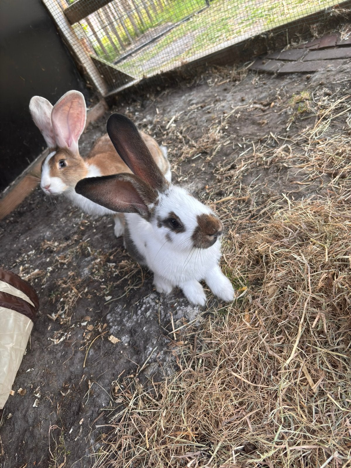 Gezocht! 2 vlaamse/duitse reuzen/ lotharinger (voedsters), Dieren en Toebehoren, Meerdere dieren, Groot, 0 tot 2 jaar