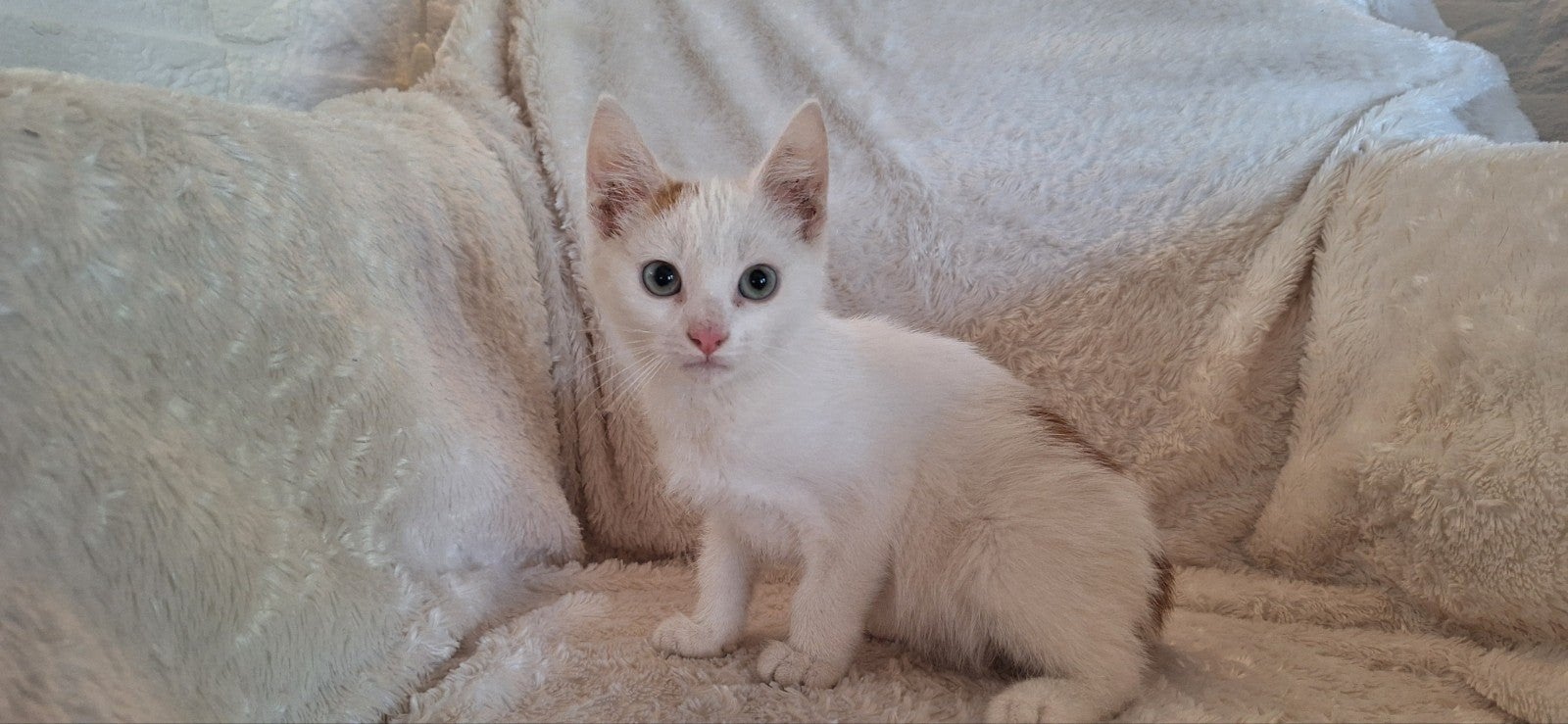 super lieve kittens, Dieren en Toebehoren, Meerdere dieren, Kortharig, 0 tot 2 jaar