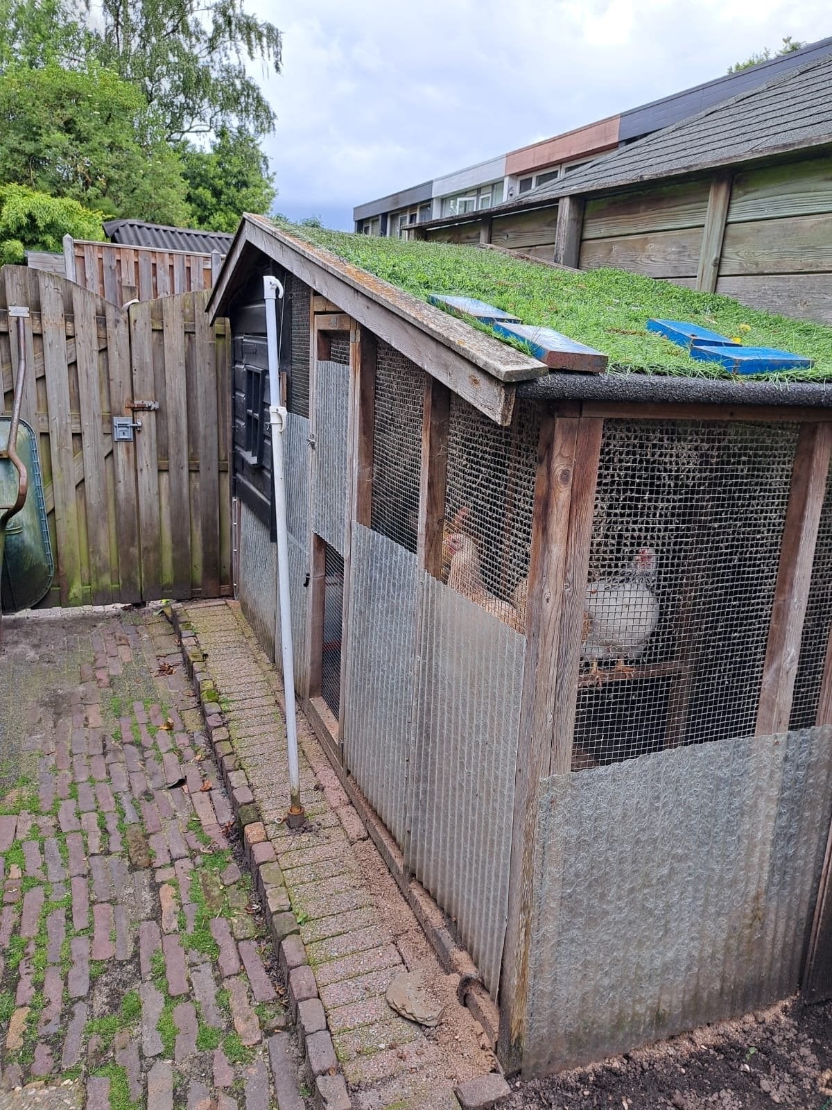 Kippenhok inclusief 4 legkippen, Dieren en Toebehoren, Pluimvee, Vrouwelijk, Kip