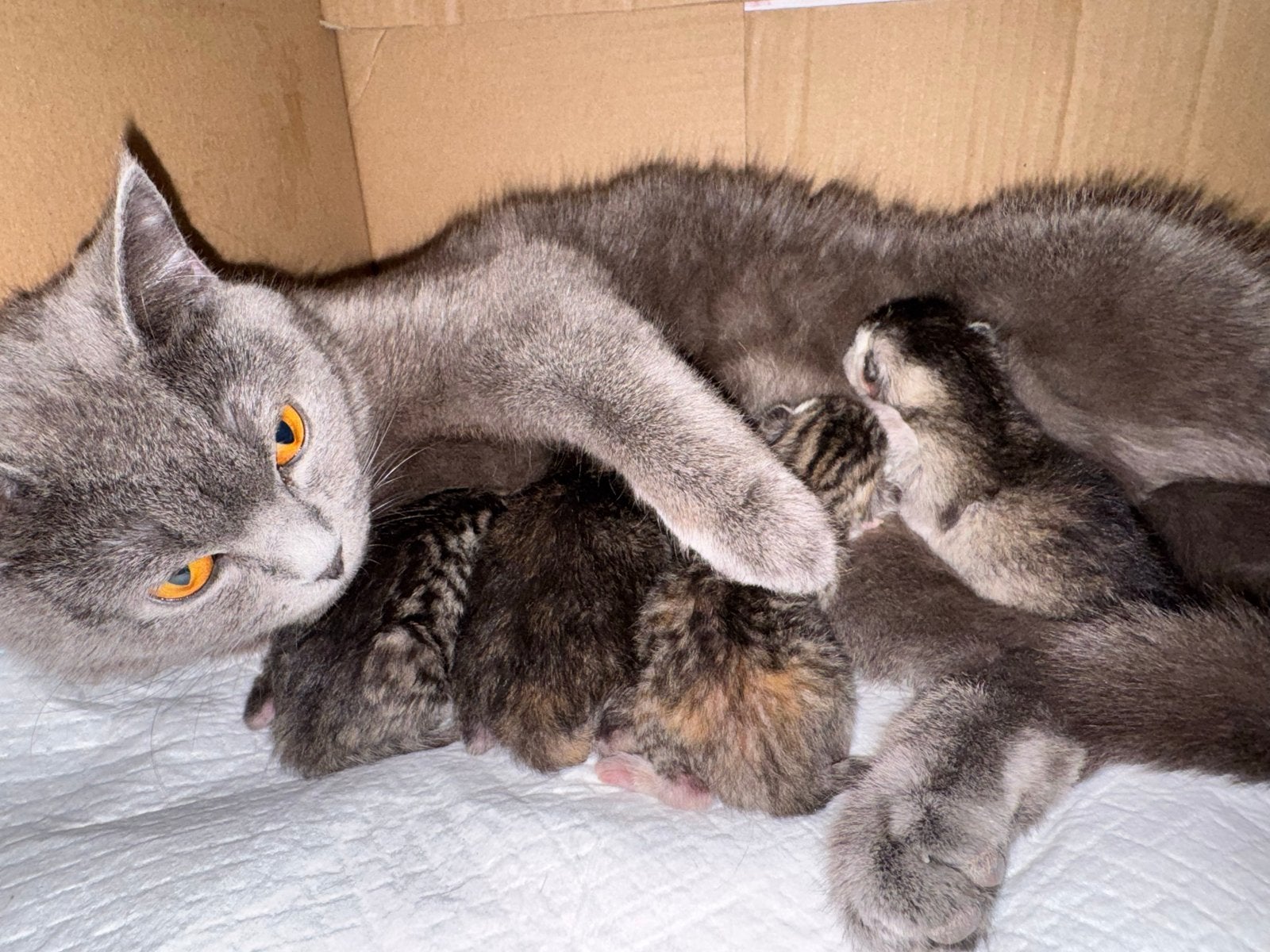 Britse korthaar kittens, Dieren en Toebehoren, Katten en Kittens | Overige Katten, Meerdere dieren, Kortharig, 0 tot 2 jaar