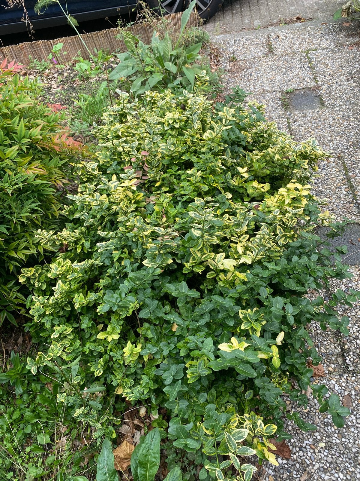 Diverse tuinplanten: Euonymus, Nandina, Picea, Tuin en Terras, Vaste plant, Bloeit niet, Halfschaduw, Ophalen