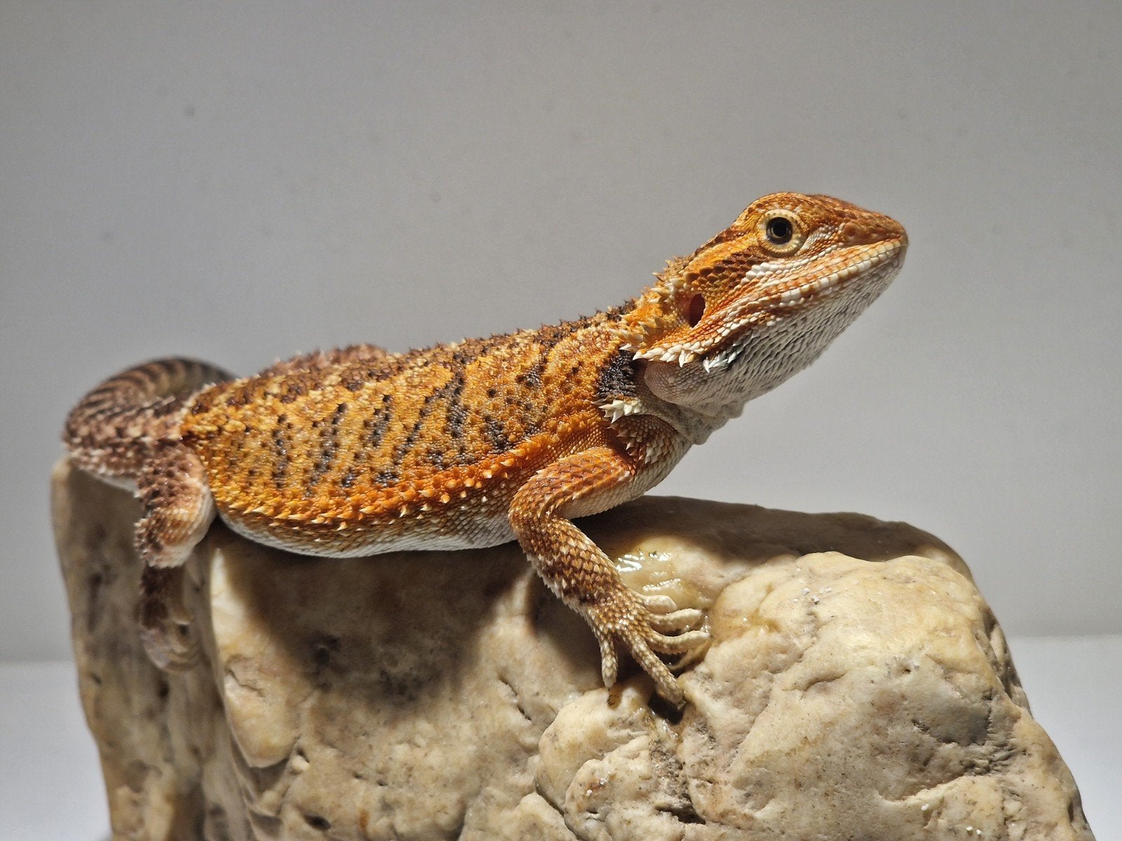 DRACO REPTILES – Prachtige Baardagaam Nakweek Bearded Dragon photo 12