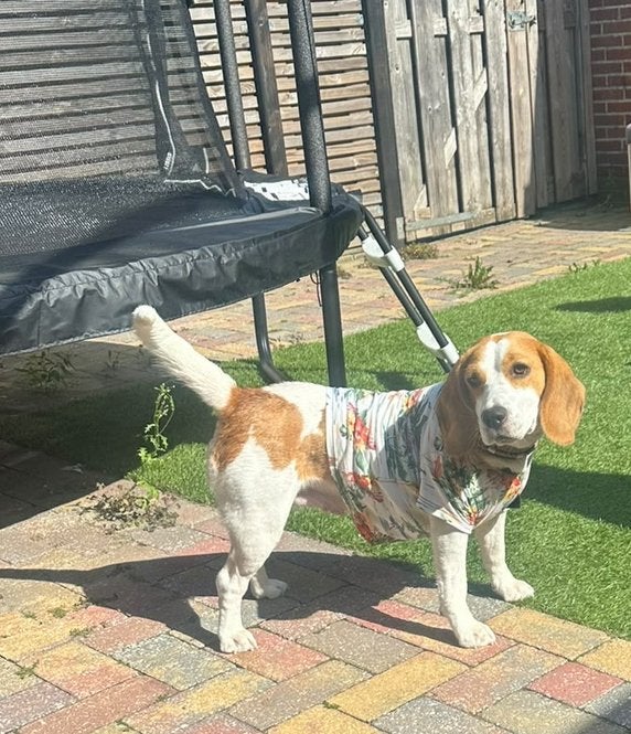 Beagle, 2.5 jaar., CDV (hondenziekte), 1 tot 2 jaar, Teef, Eén hond