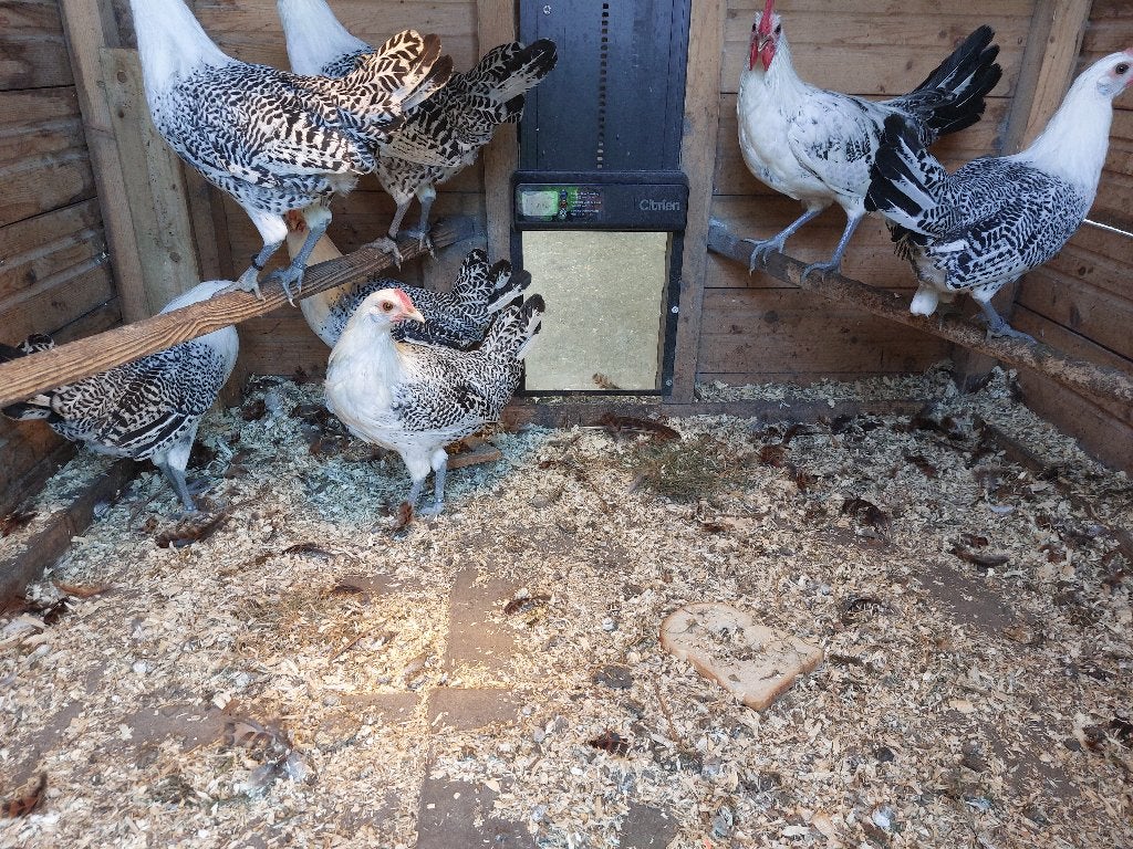 friese zilverpel kippen, Dieren en Toebehoren, Pluimvee, Vrouwelijk, Kip