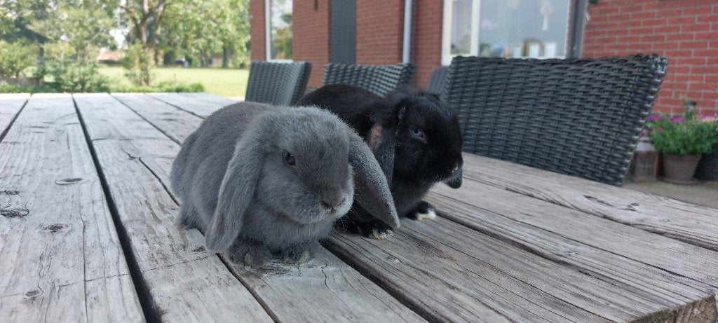 Nederlandse dwerghangoor  minilop, Meerdere dieren, Klein, Hangoor, 0 tot 2 jaar