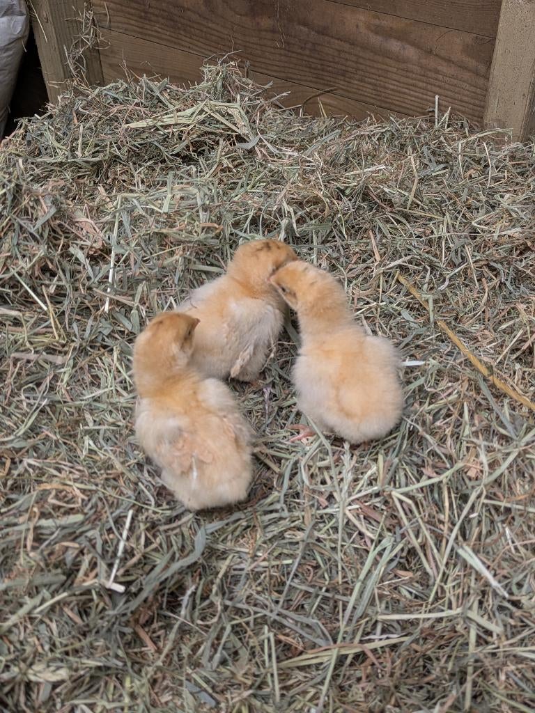 Kuikens orpington, Dieren en Toebehoren, Pluimvee, Meerdere dieren, Kip