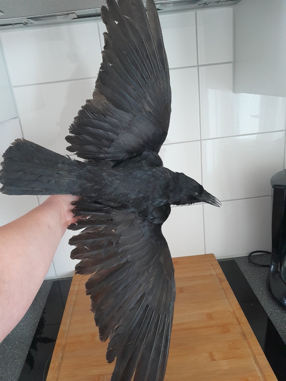 Prachtige kraai, Ophalen, Zo goed als nieuw, Vogel, Opgezet dier