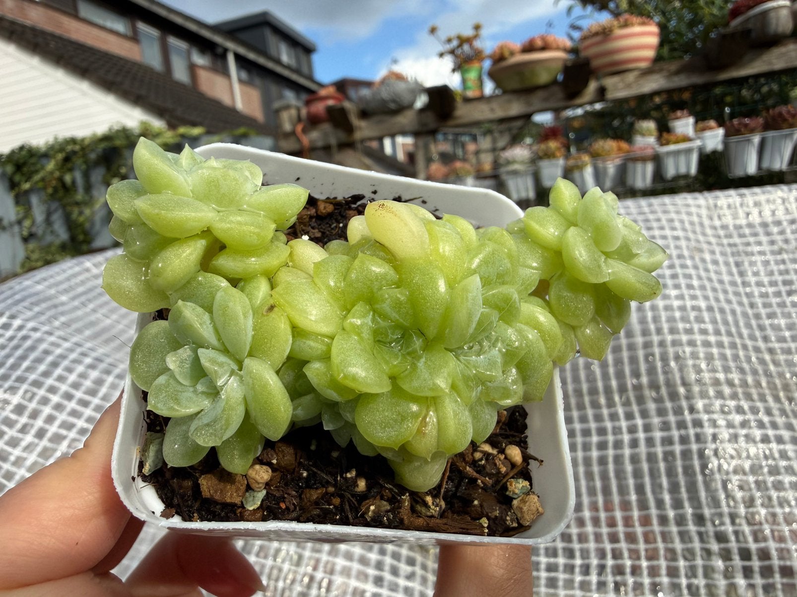 Echeveria white peach soda cristata/pot 7cm/vetplant, Ophalen of Verzenden, Halfschaduw, Minder dan 100 cm