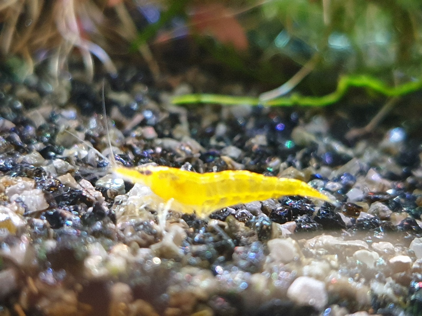 Citroen garnalen gele garnaal, Dieren en Toebehoren, Kreeft, Krab of Garnaal, Zoetwatervis