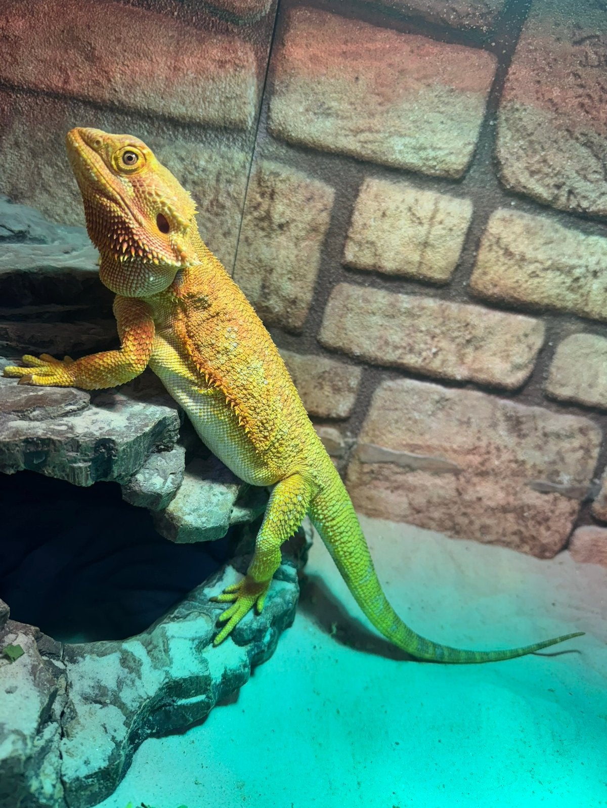 Volwassen red baardagaam vrouw Bearded Dragon photo 2
