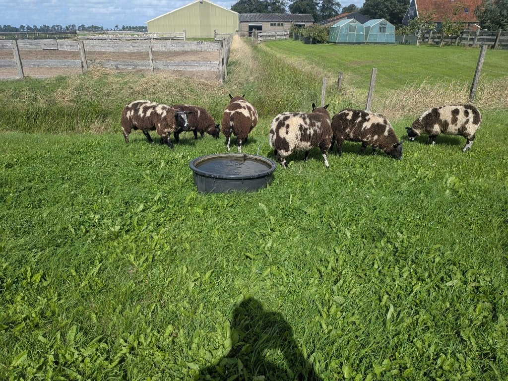 Bonte rammen, Dieren en Toebehoren, Mannelijk, Schaap, 0 tot 2 jaar