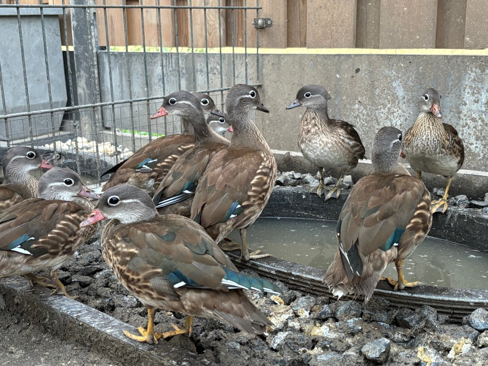 Koppel manderijn eendjes 2026, Dieren en Toebehoren, Pluimvee, Meerdere dieren, Eend