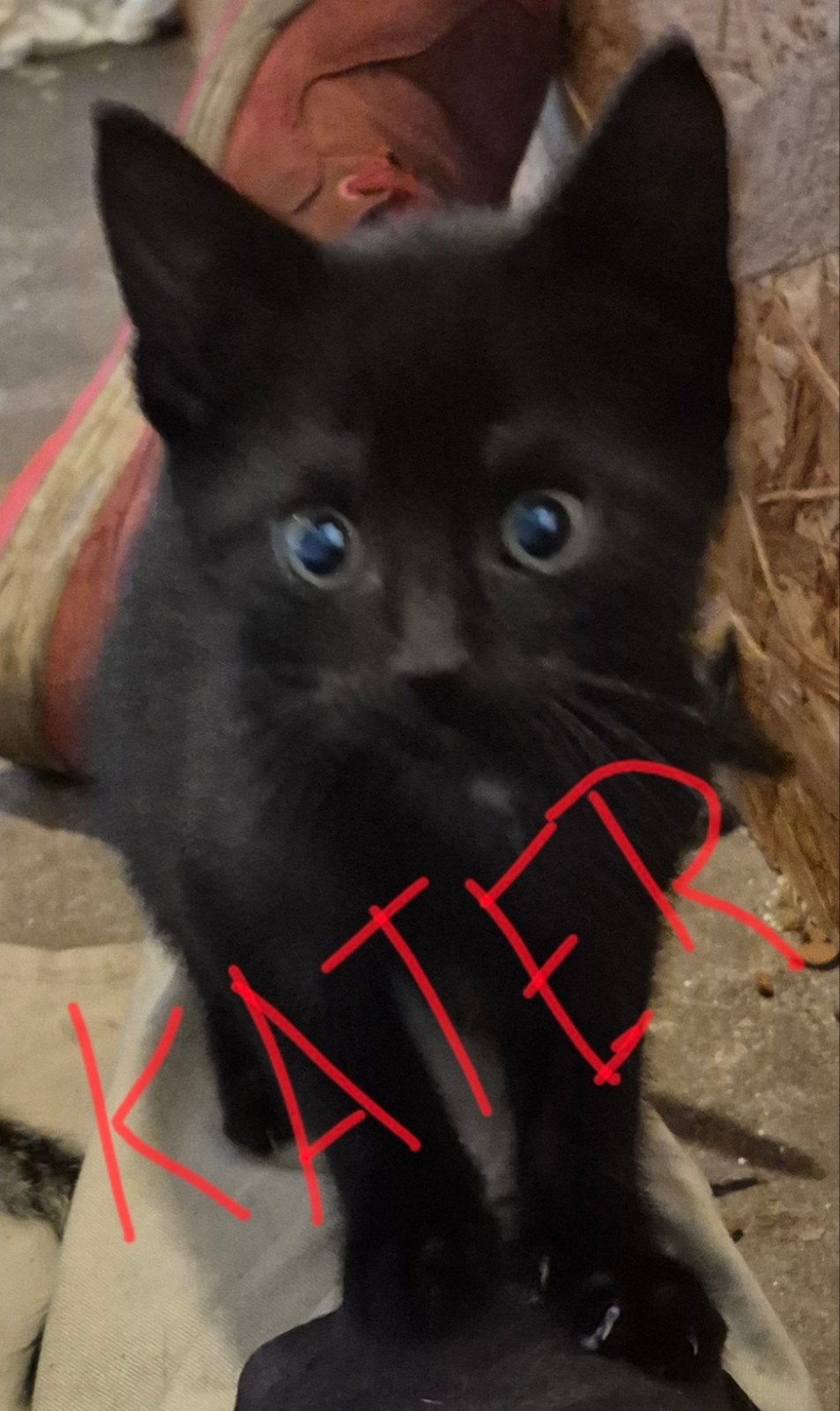 Kittens te koop, prijs is per stuk., Dieren en Toebehoren, Katten en Kittens | Overige Katten, Meerdere dieren