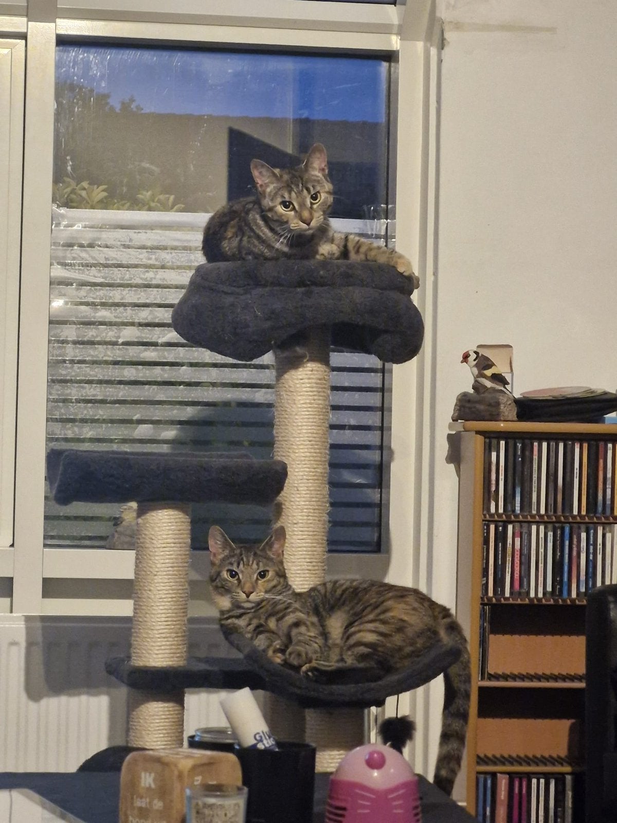 Mila en nova zoeken een nieuw thuis., Poes, Kortharig, 0 tot 2 jaar