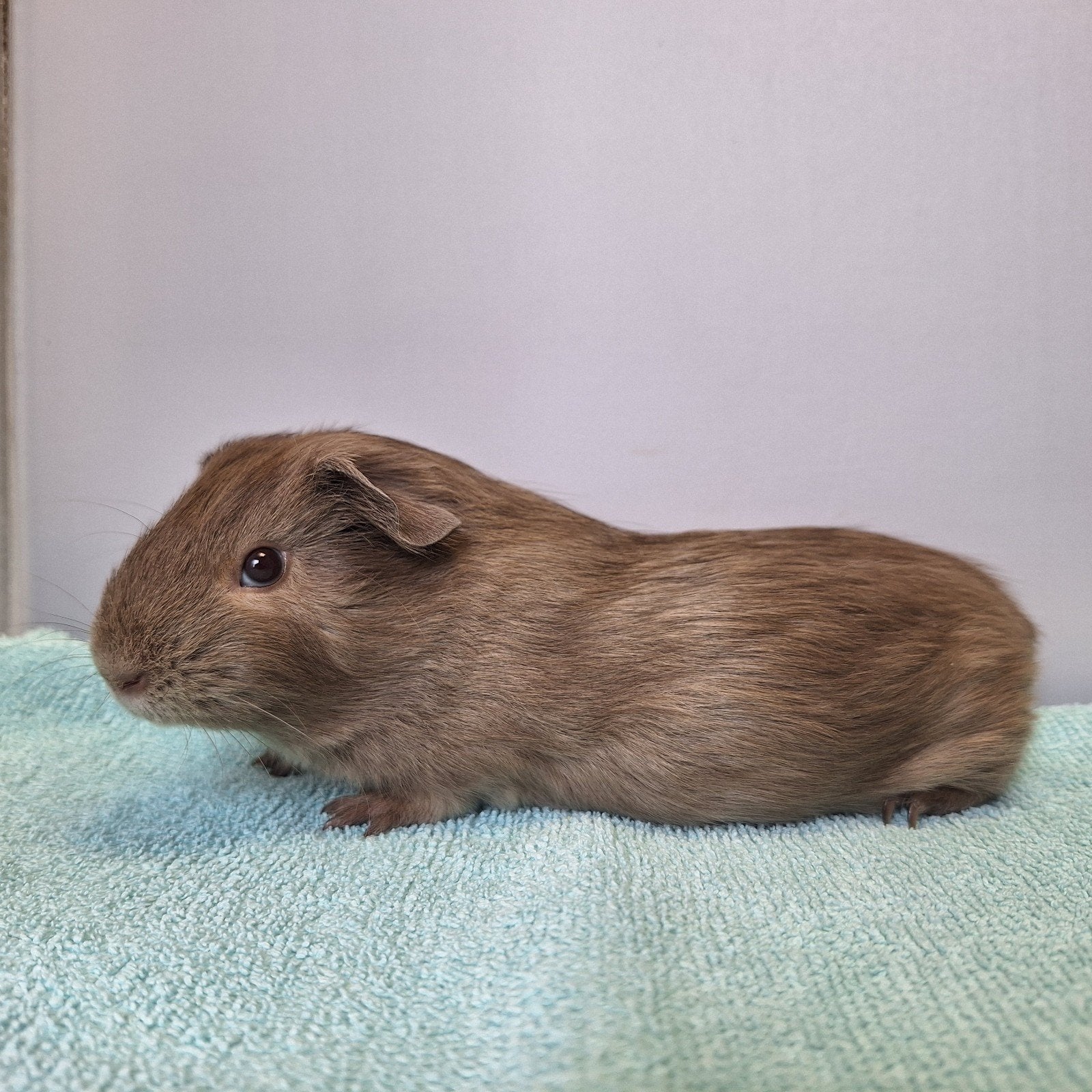 Lief, jong, gladharig cavia zeugje (vrouwtje), Dieren en Toebehoren, Knaagdieren, Cavia, Juni, Vrouwelijk, Tam