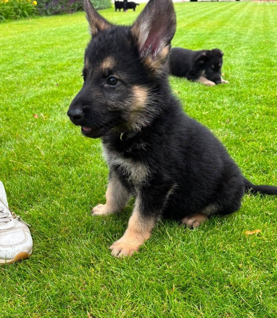 Duitse herder puppies - 10 weken oud, 8 tot 15 weken, Meerdere, Meerdere dieren, Herder
