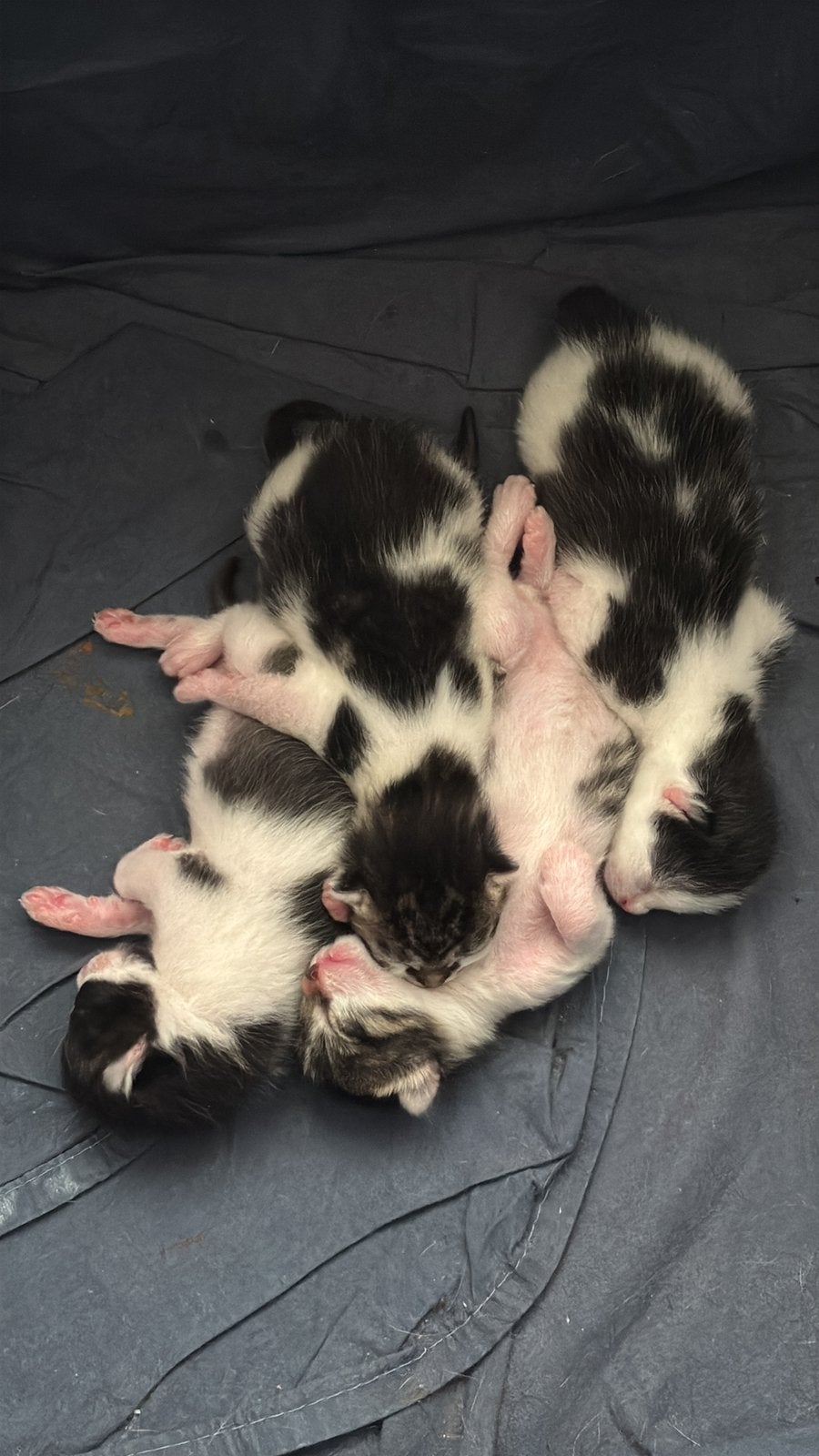 Te koop aangeboden  kittens, 0 tot 2 jaar