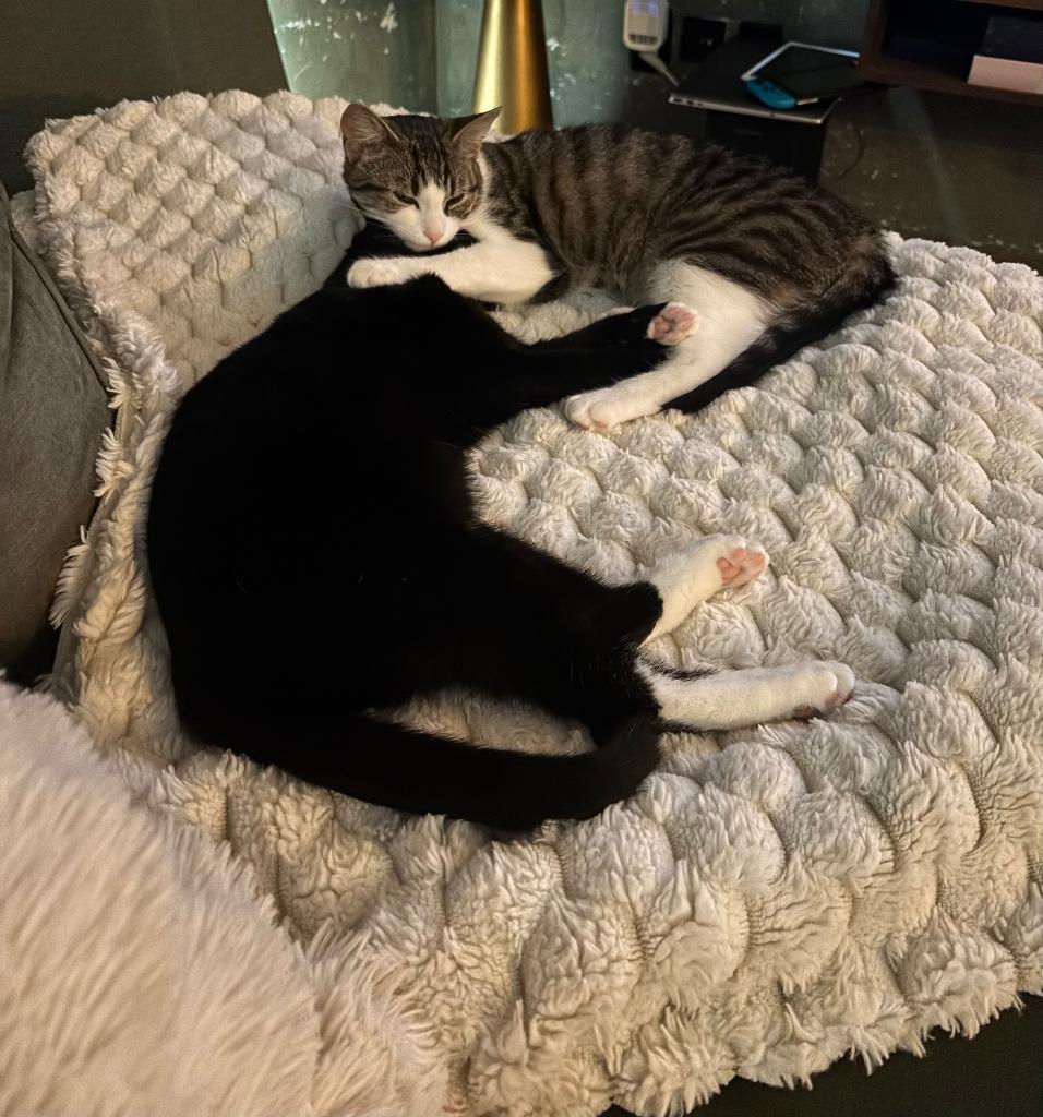 2 poesjes 8 maanden oud, Dieren en Toebehoren, Katten en Kittens | Overige Katten, Poes, Kortharig, 0 tot 2 jaar