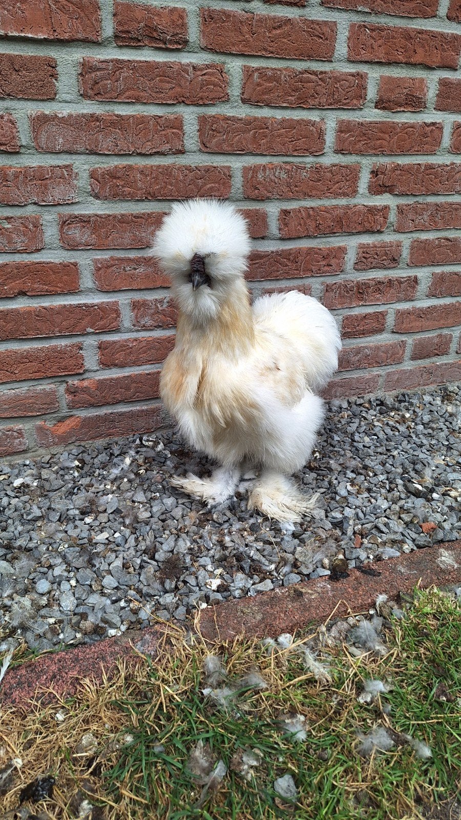 Zijdehoen fokhaan., Dieren en Toebehoren, Mannelijk, Kip
