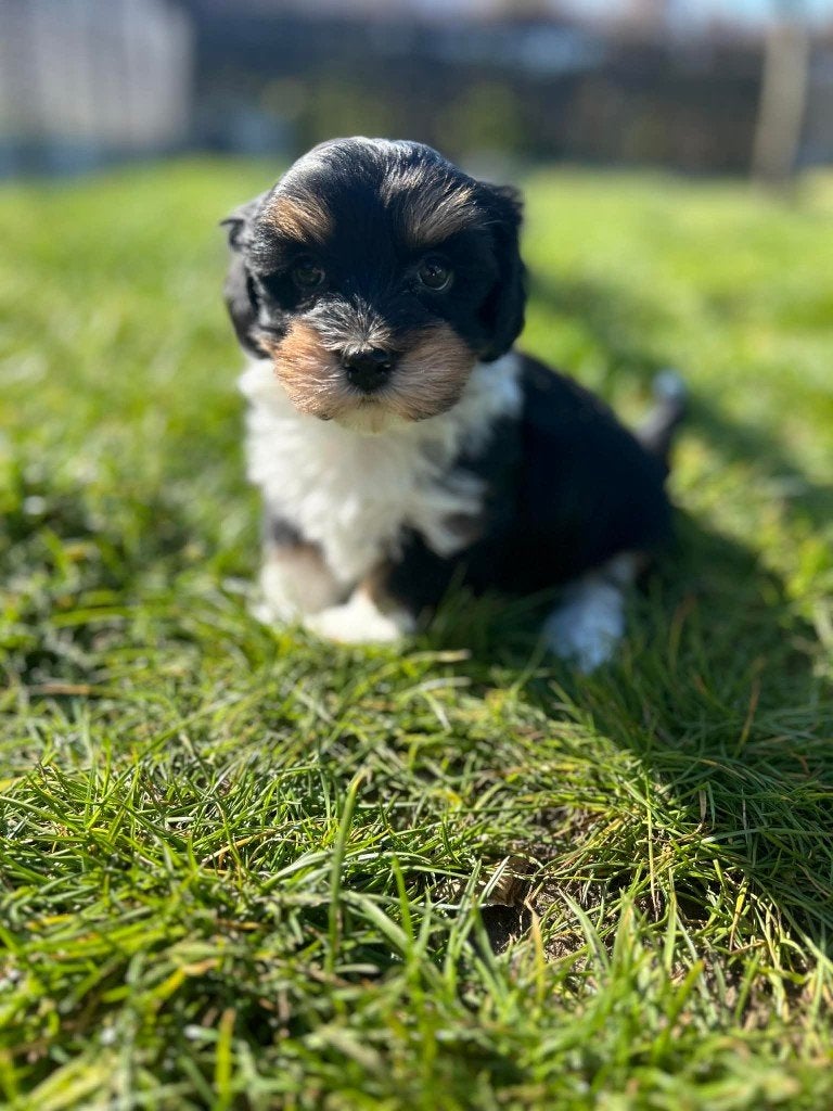 Prachtige havanezer pups bij ons geboren!!!, Dieren en Toebehoren, Parvo, België, Overige rassen, 8 tot 15 weken