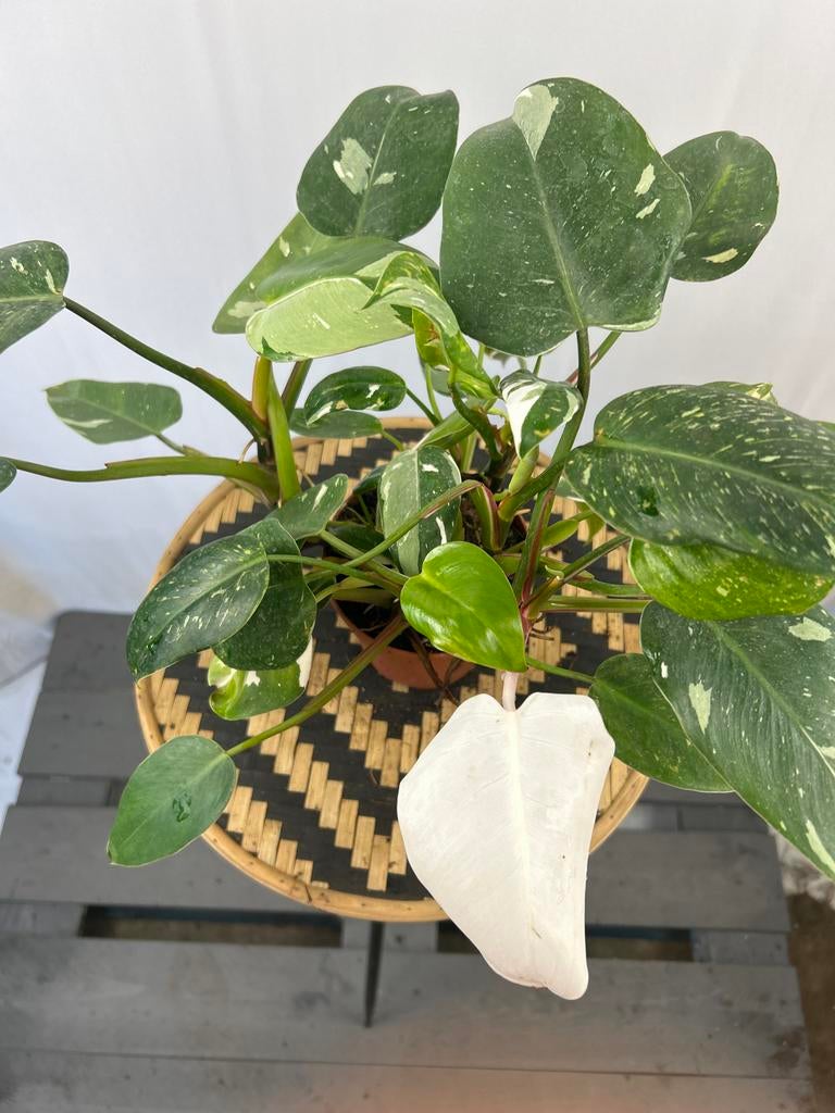 Philodendron White Princess - 12 cm pot, 20 cm hoog, Overige soorten, In pot, Minder dan 100 cm, Groene kamerplant