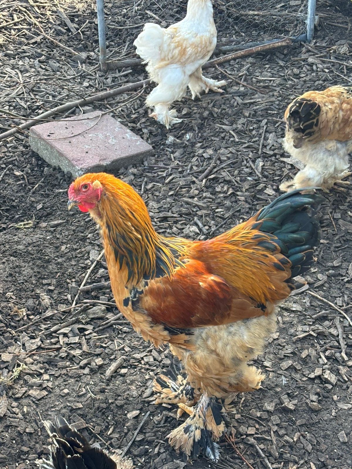 Brahma haan te koop, Dieren en Toebehoren, Pluimvee, Mannelijk, Kip