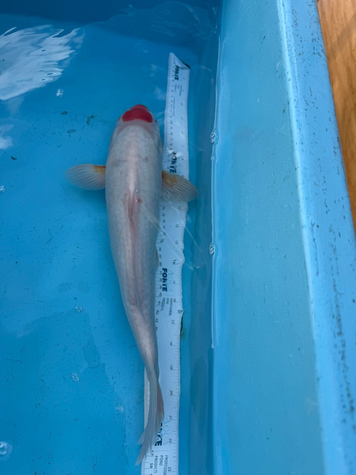 Tancho Kohaku koi, Dieren en Toebehoren, Karper of Koi