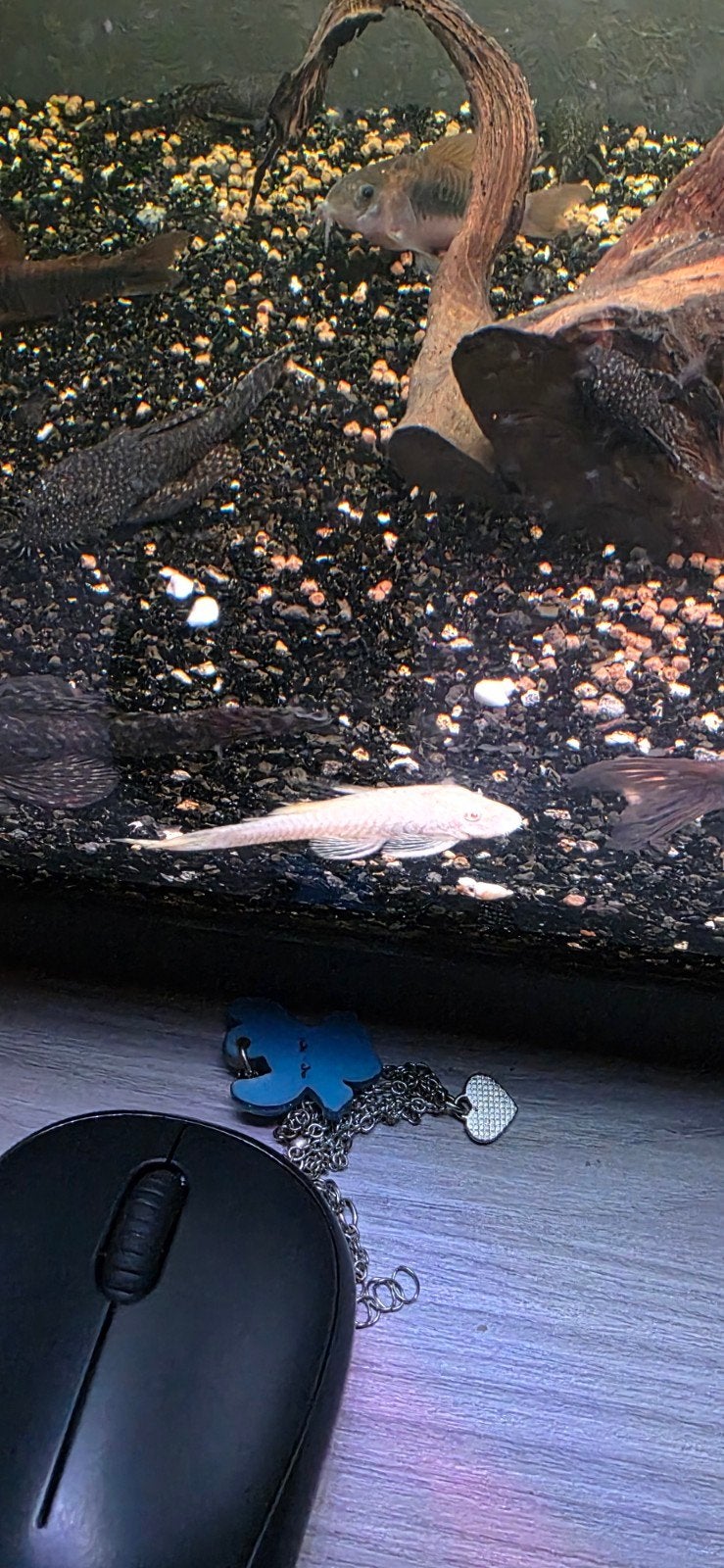 Albino algeneters, Dieren en Toebehoren, Vis, Zoetwatervis