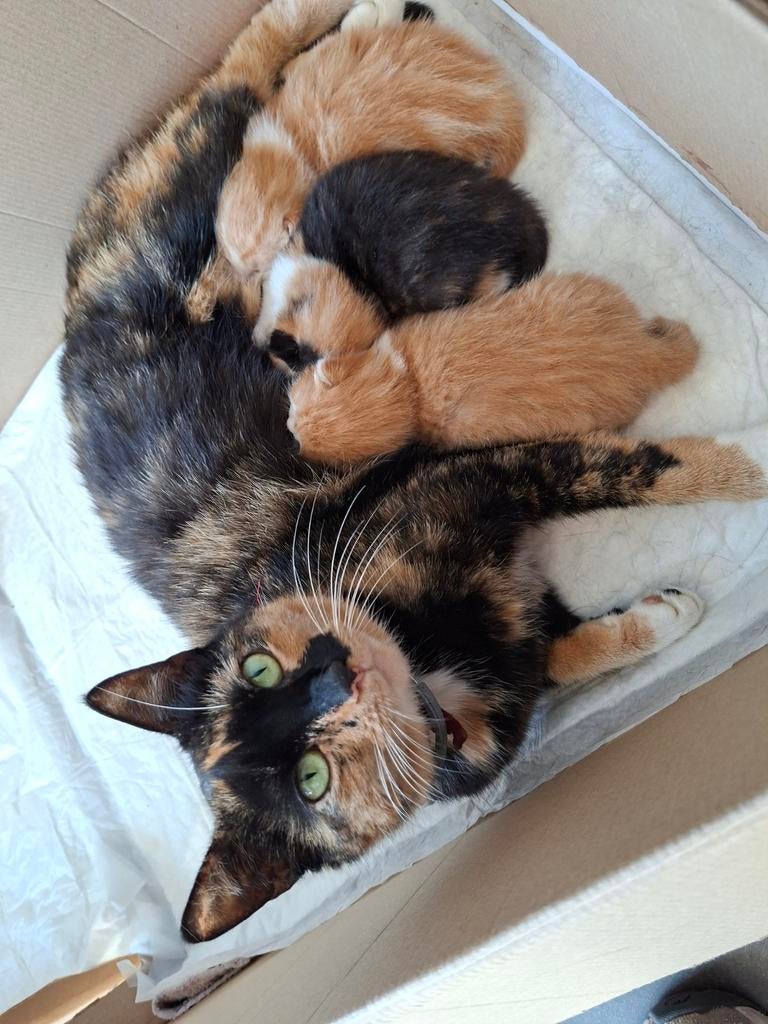Schattige boederij kittens