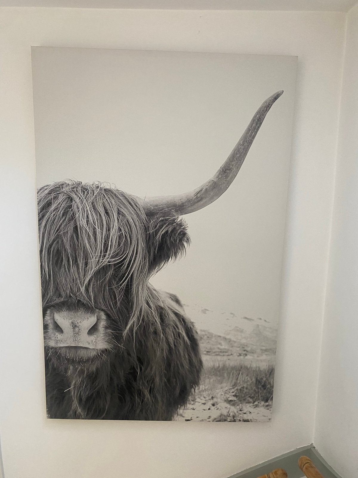 Schilderij canvas Schotse Hooglander -115 x 75 cm, Ophalen, Zo goed als nieuw, Schilderij, 75 – 100
