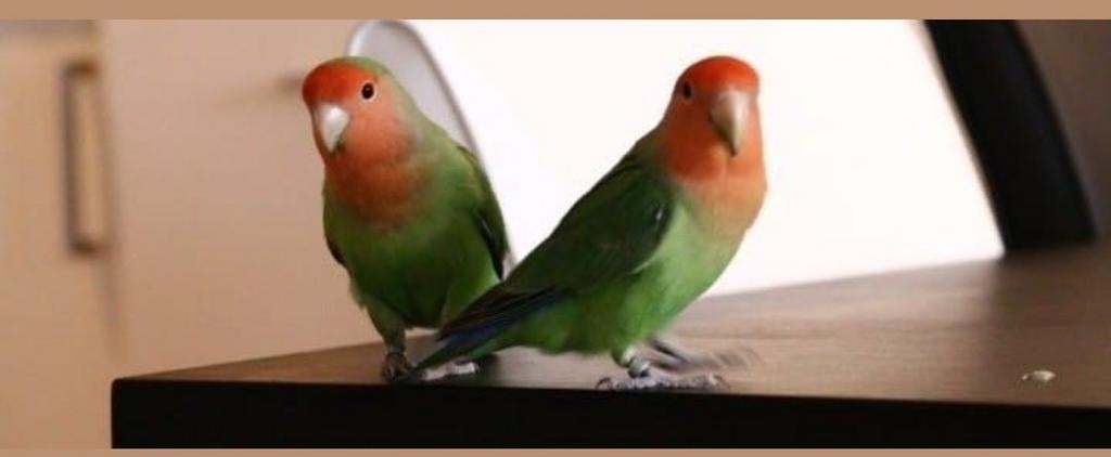 Gratis: liefdevolle tehuis voor alle soorten kromsnavels., Dieren en Toebehoren, Vogels | Parkieten en Papegaaien, Meerdere dieren