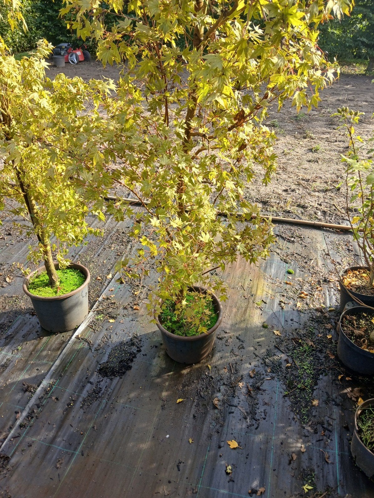 Japanse esdoorn in pot 200+ cm, Tuin en Terras, Ophalen, Overige soorten, Struik, 100 tot 250 cm