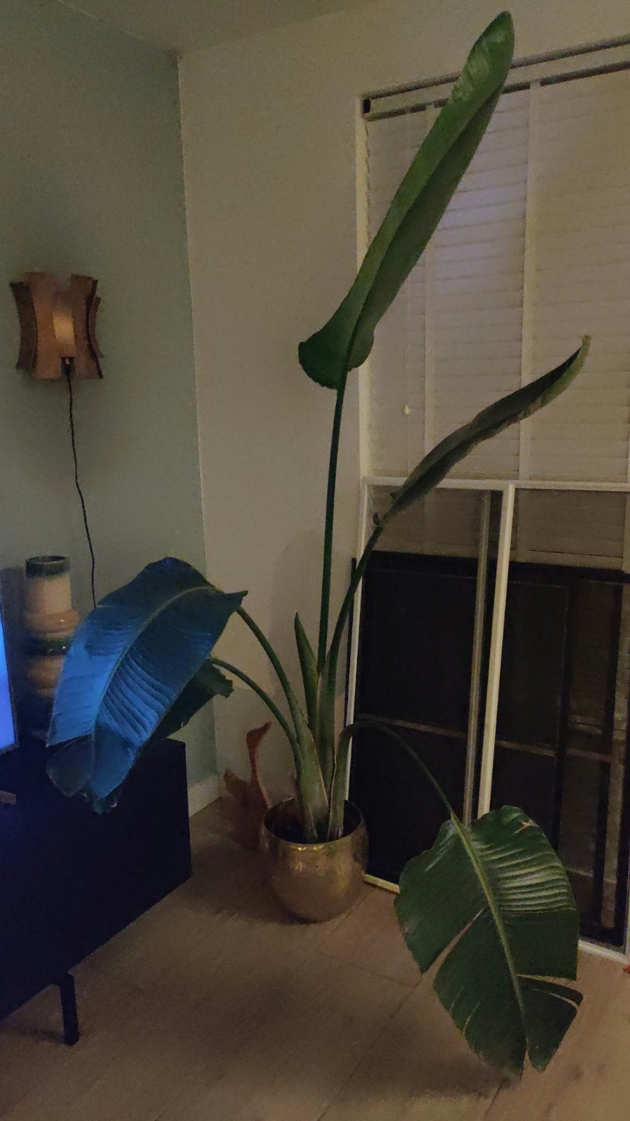 Grote Strelitzia Nicolai (Paradijsvogelplant), Ophalen, 200 cm of meer, Overige soorten, Halfschaduw