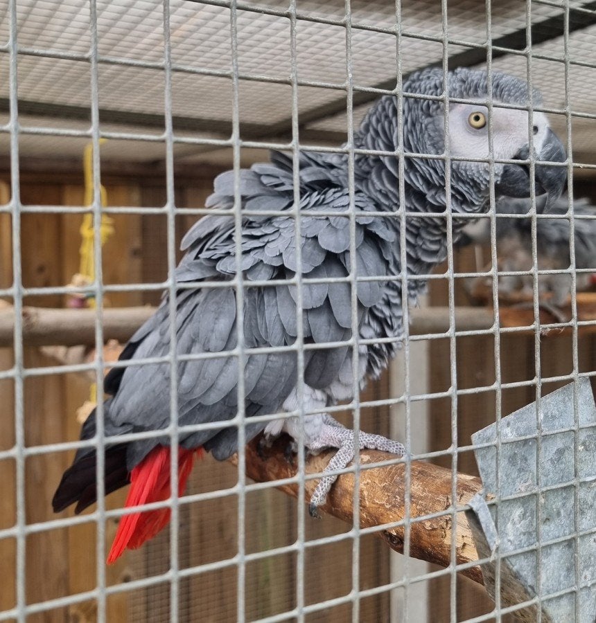 grijze roodstaart eventueel  met kooi, Dieren en Toebehoren, Vogels | Parkieten en Papegaaien, Mannelijk, Papegaai, Tam
