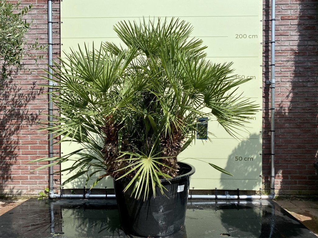 Palmboom - Chamaerops Humilis - stamhoogte 80 cm, Tuin en Terras, Ophalen of Verzenden, 100 tot 250 cm, Zomer, Palmboom