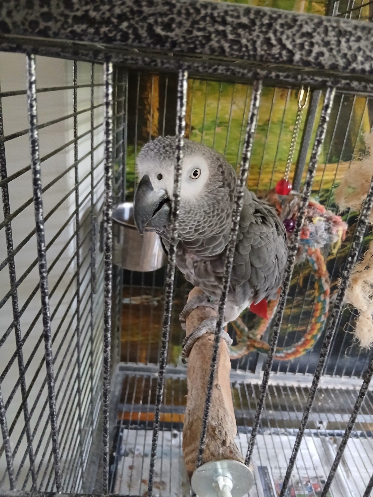 grijze roodstaart papegaai, Dieren en Toebehoren, Geslacht onbekend, Papegaai, Pratend