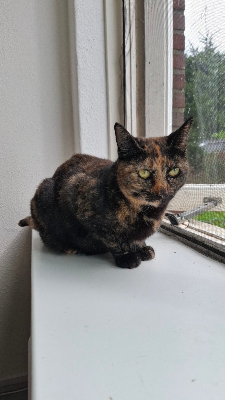 2 lieve poezen, Dieren en Toebehoren, Poes, Kortharig, 3 tot 5 jaar