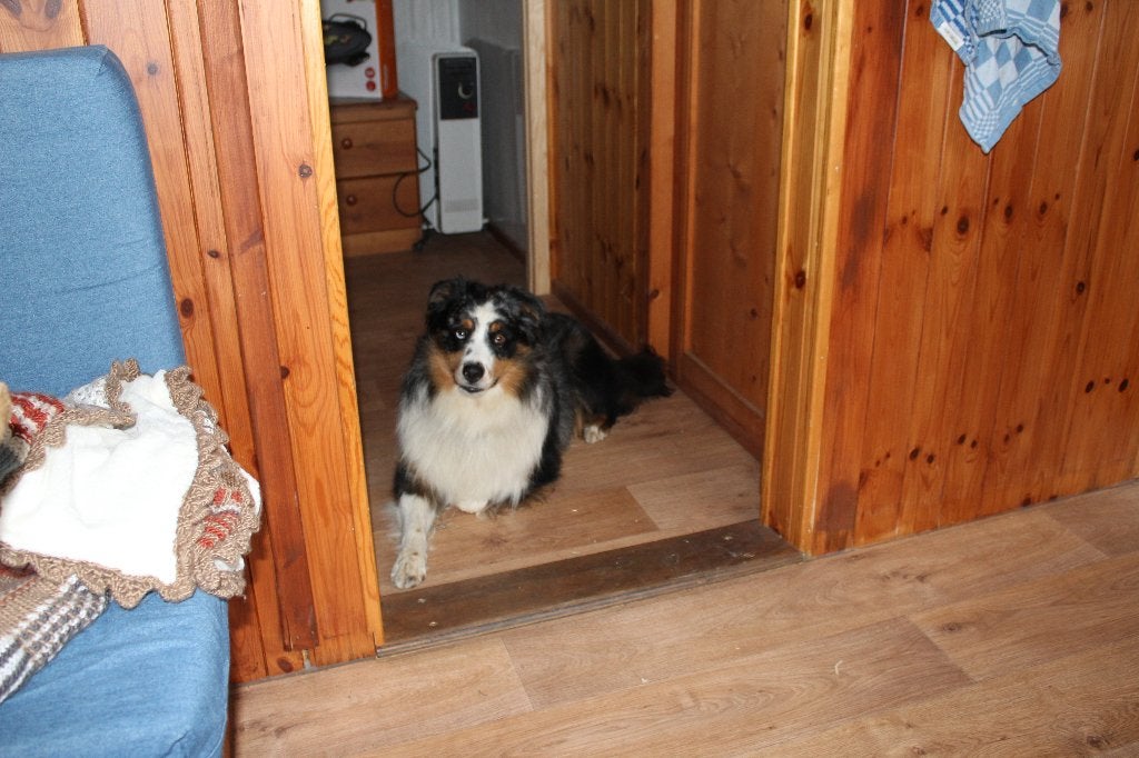 mini australian shepperd, Parvo, Reu, 1 tot 2 jaar, Eén hond