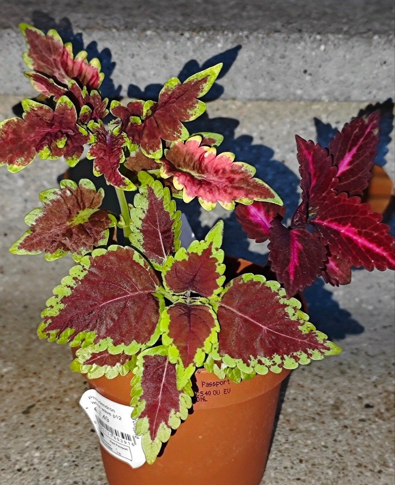 Coleus siernetel, Ophalen, Overige soorten, Volle zon