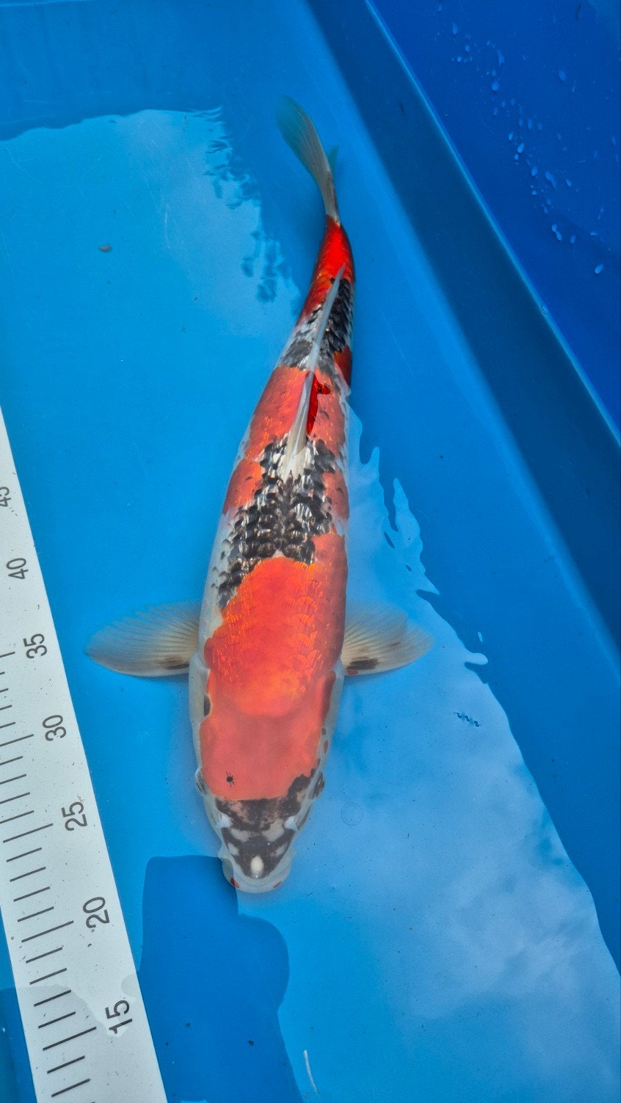 Ginrin Goshiki 55 cm, Karper of Koi