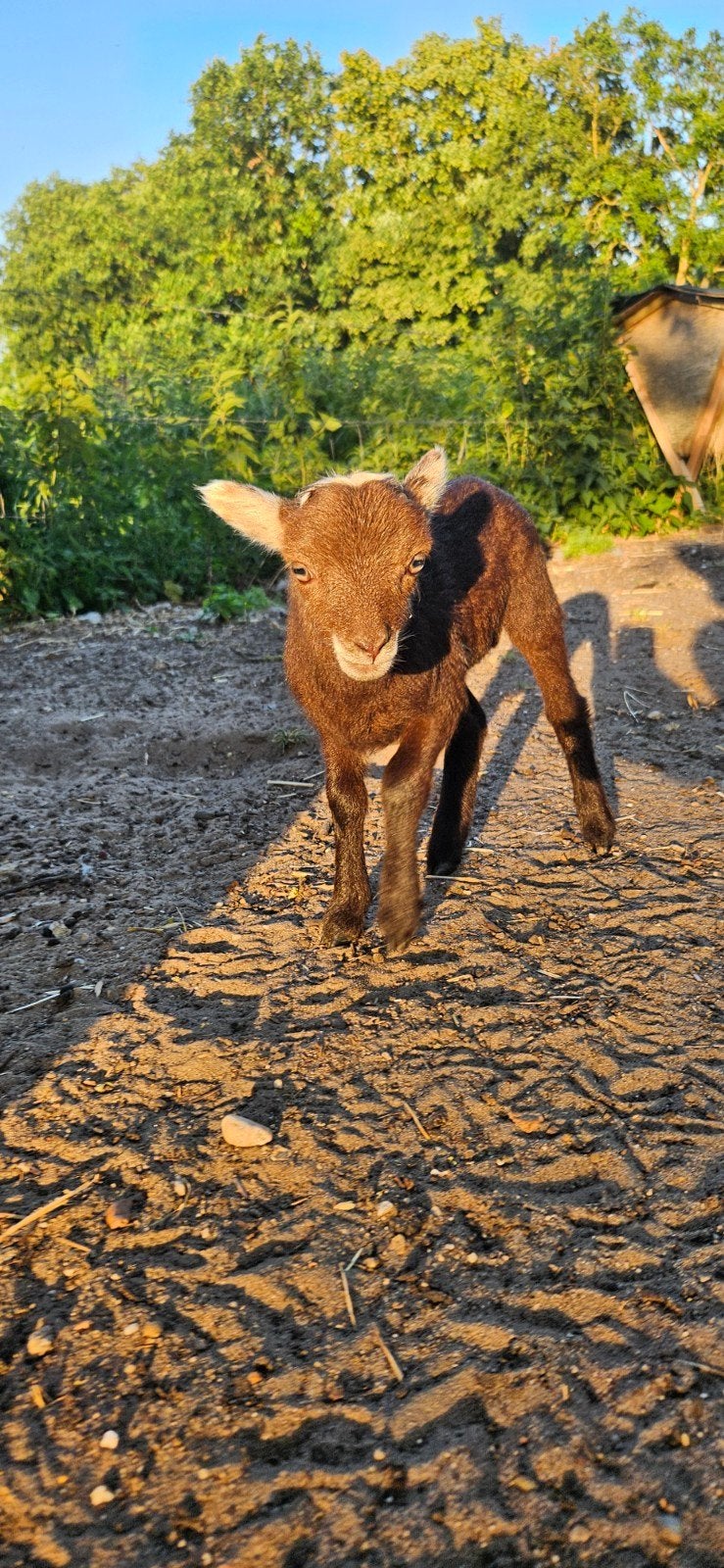 Quessant lammetje, Dieren en Toebehoren