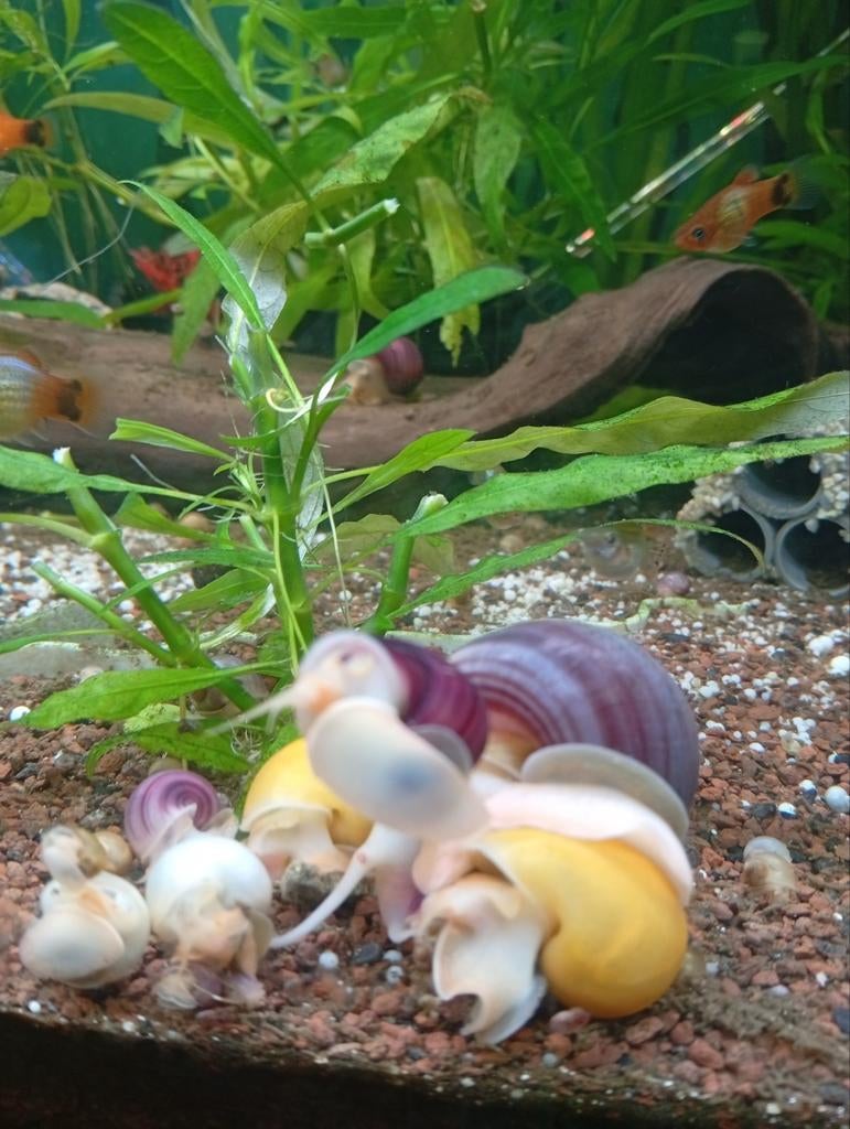 Appelslakken, Dieren en Toebehoren, Vissen | Aquariumvissen, Slak of Weekdier, Zoetwatervis