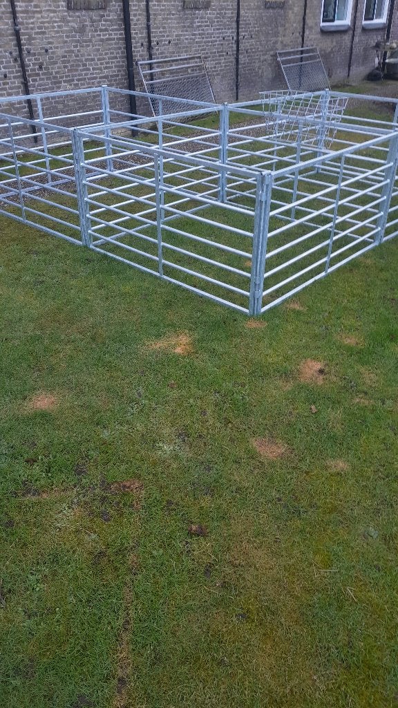 schapenhekjes, Dieren en Toebehoren, Vrouwelijk, Schaap