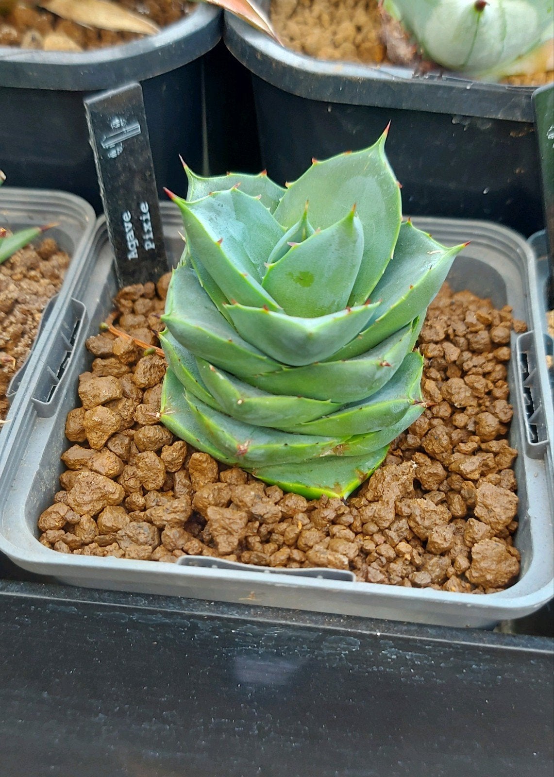 Agave Pixie, kleinste Agave die er is!, Huis en Inrichting, Ophalen of Verzenden
