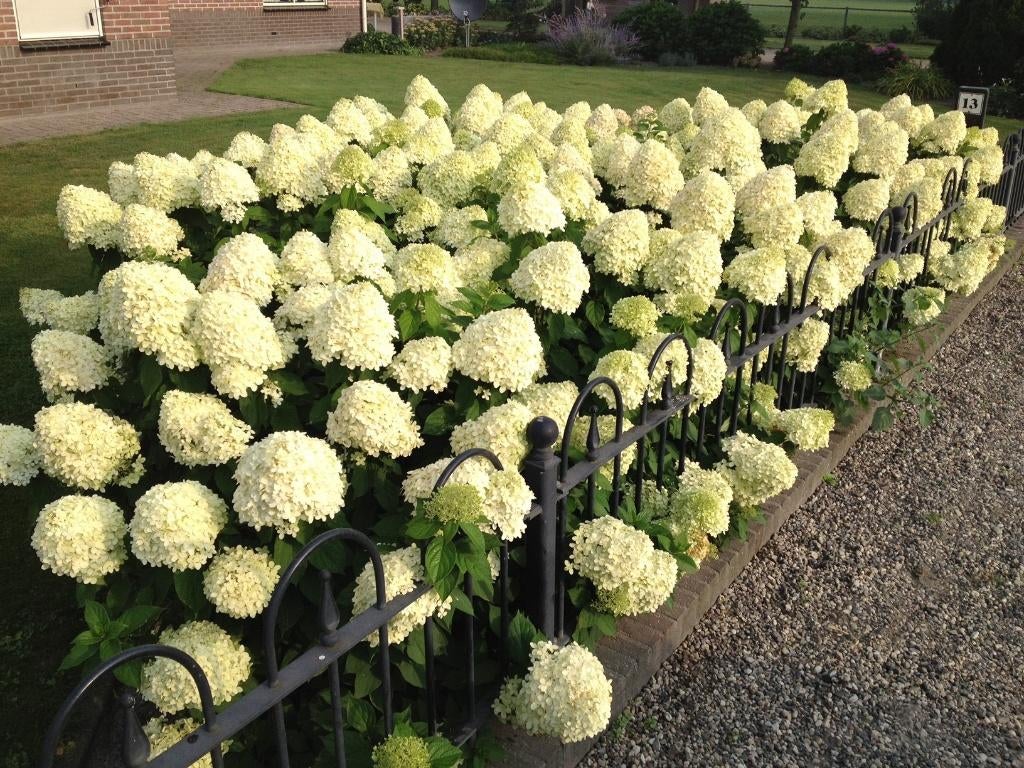 Pluimhortensia, Hydrangea Limelight, vanaf € 5,95, Overige soorten, Vaste plant, Ophalen of Verzenden, Halfschaduw