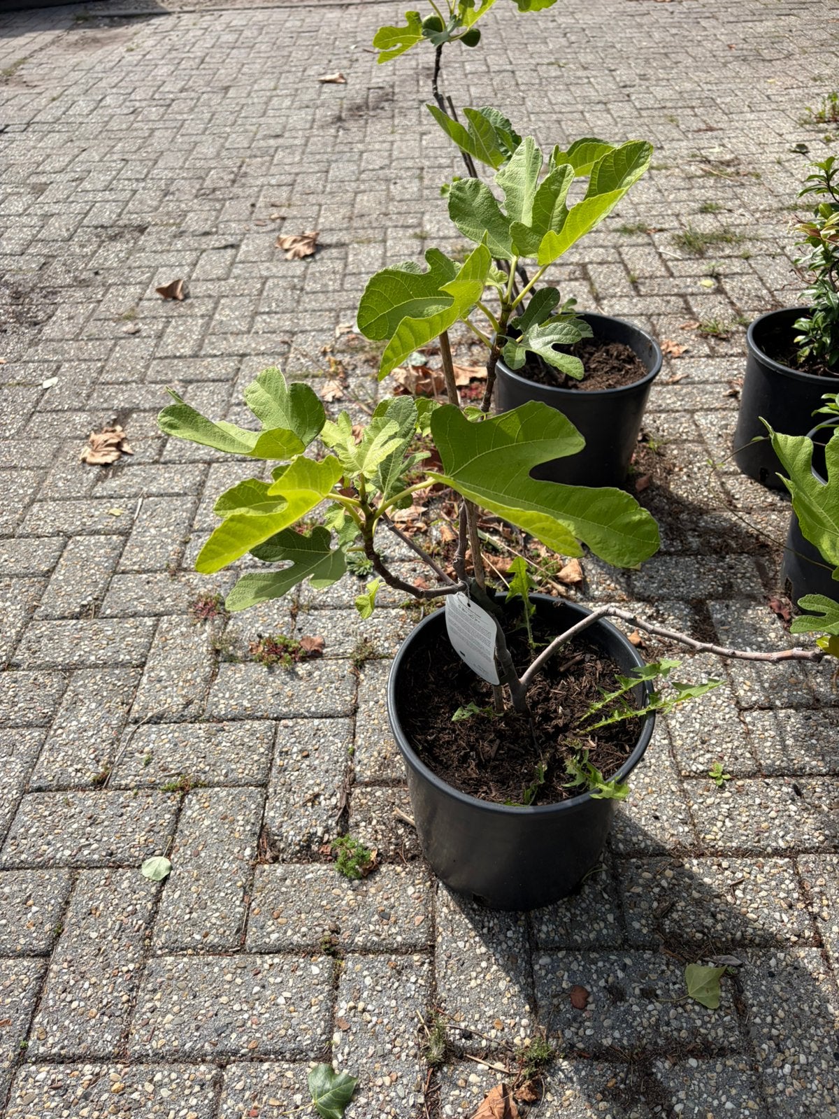 Sale Vijgen planten €19,50 pst op= op, Ophalen, Minder dan 100 cm, Vijgenboom, Zomer