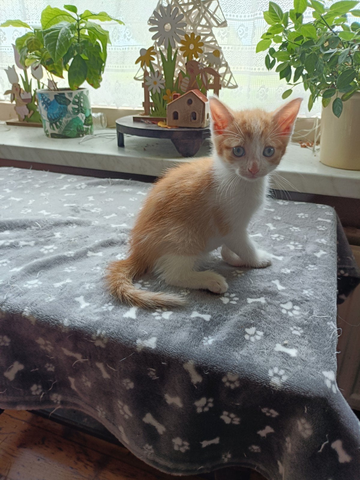kittens te koop, Dieren en Toebehoren, Meerdere dieren, Ontwormd, 0 tot 2 jaar