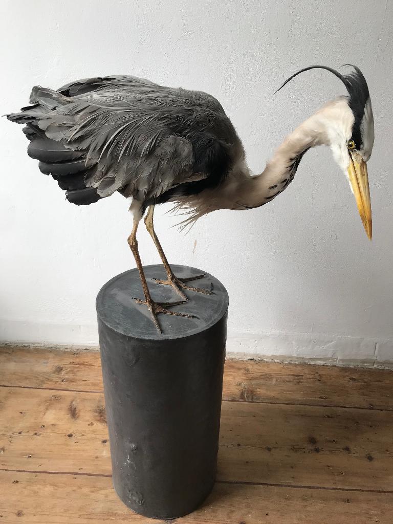 taxidermy blauwe reiger op sokkel, Ophalen, Zo goed als nieuw, Vogel, Opgezet dier